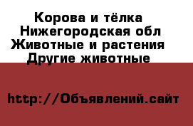 Корова и тёлка - Нижегородская обл. Животные и растения » Другие животные   